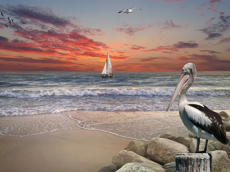 symbolism of pelican