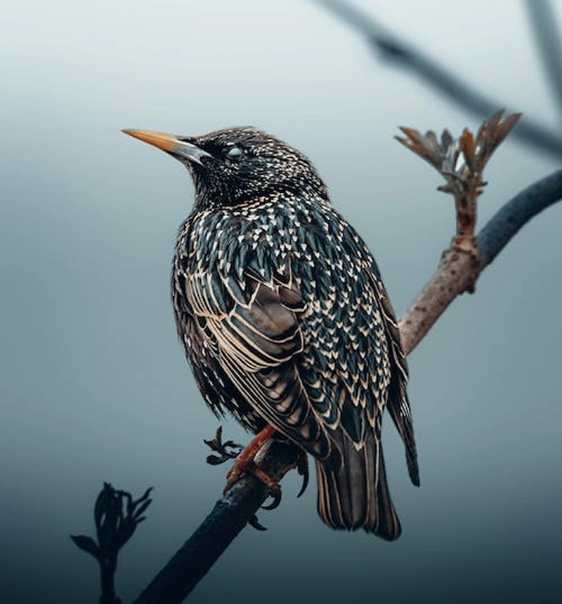 symbolism of starling