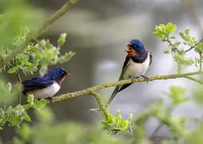 symbolism of swallow birds spiritual