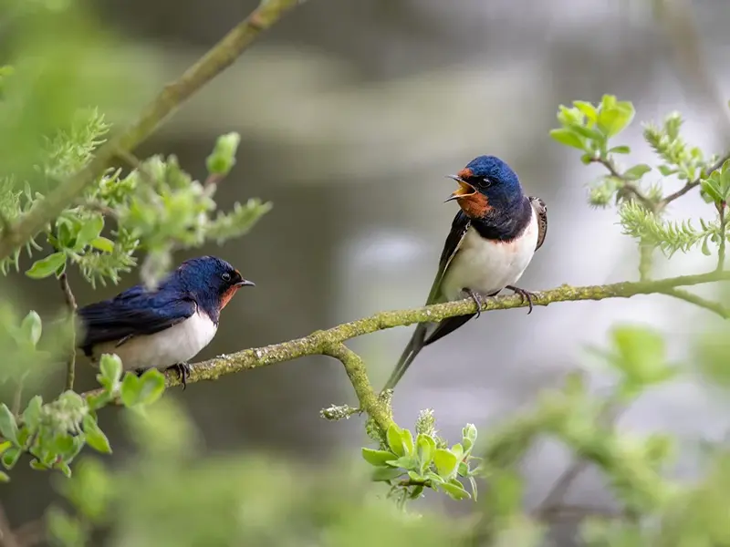 symbolism of swallow birds spiritual