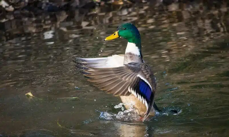 Duck Spiritual Meaning and Symbolism: Totem and Spirit Animal 5 the duck symbolism