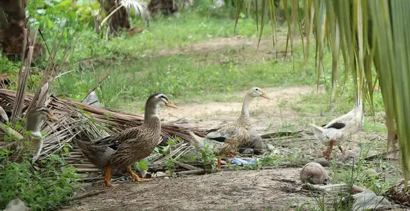 Duck Spiritual Meaning and Symbolism: Totem and Spirit Animal 4 what does 3 ducks symbolize