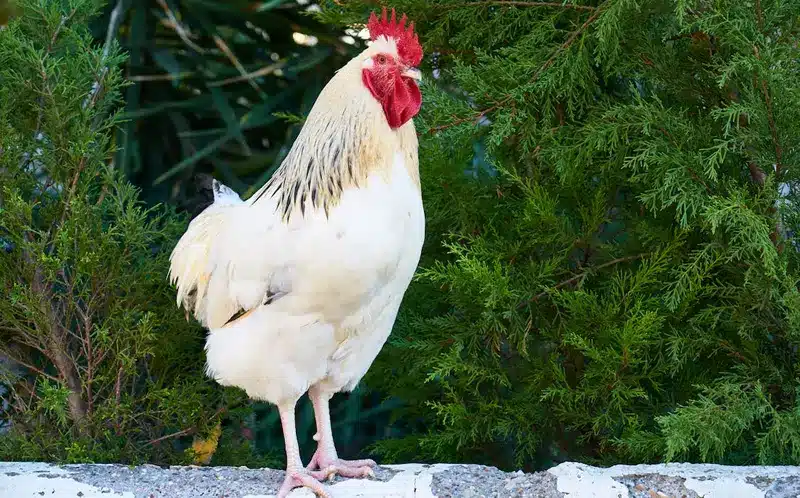 white chicken