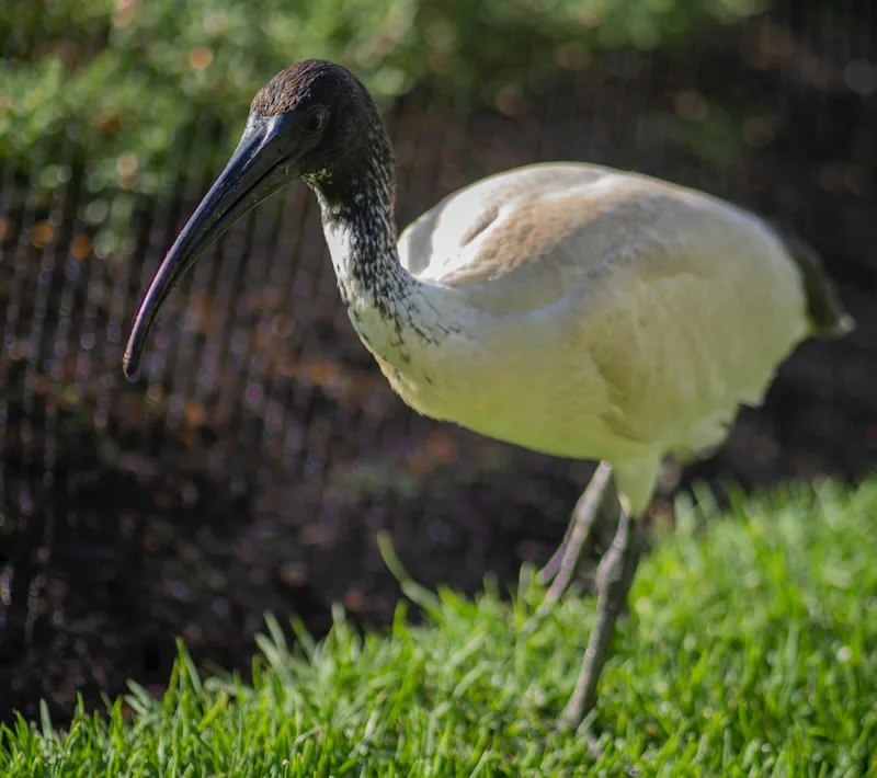 white ibis