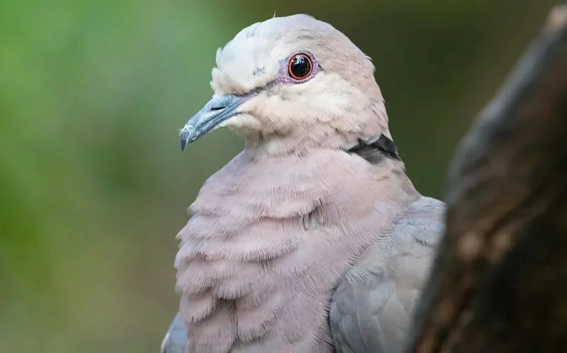 white mourning dove meaning