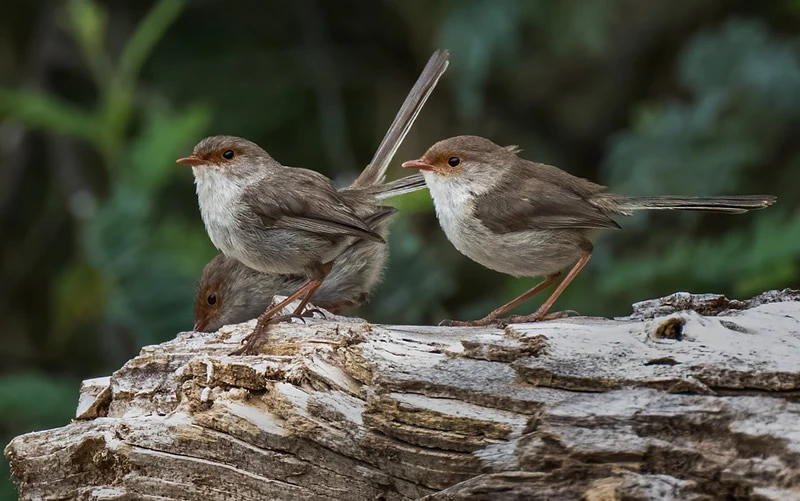 wren bird symbolism