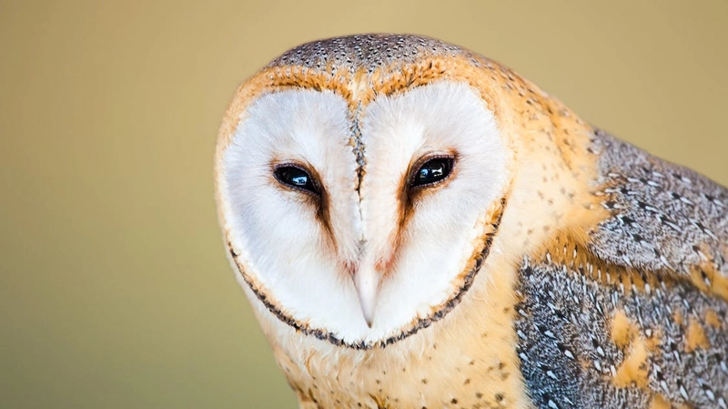 Barn Owl in Dreams