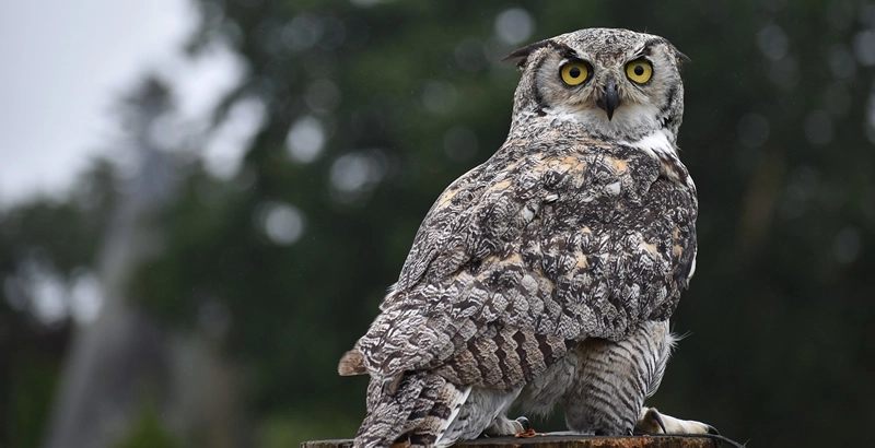 Great Horned Owl During the Day and night
