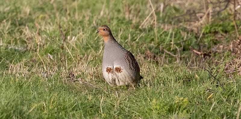 Grey Partridge bird