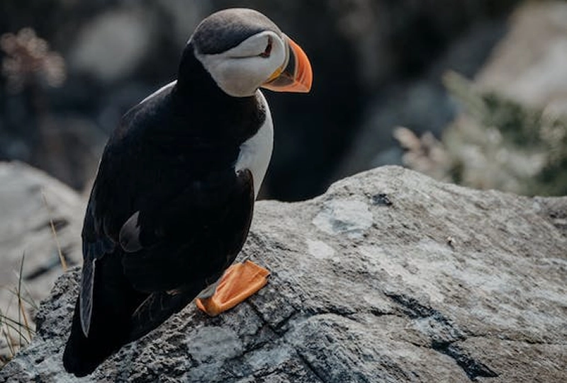 Puffin Symbolism: 5 Spiritual Meanings Explained 3 Resourcefulness and courage