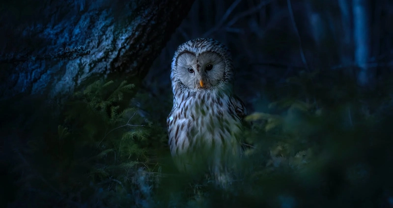 What Does an Owl Symbolize in the Bible? 2