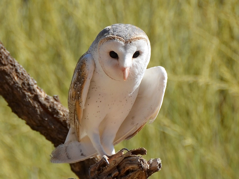 The symbolism of barn owl