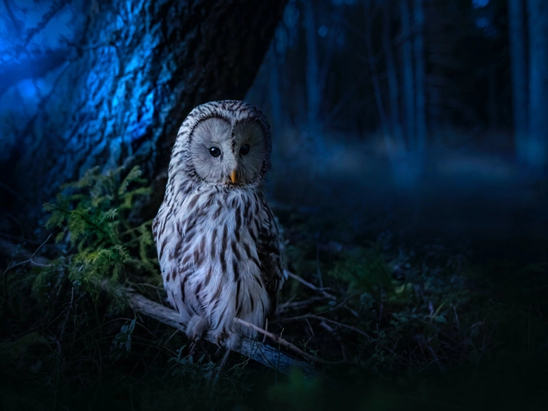 What Does Seeing an Owl at Night Spiritually represent