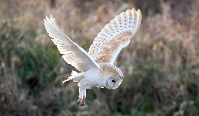 What does barn owl symbolism represent?