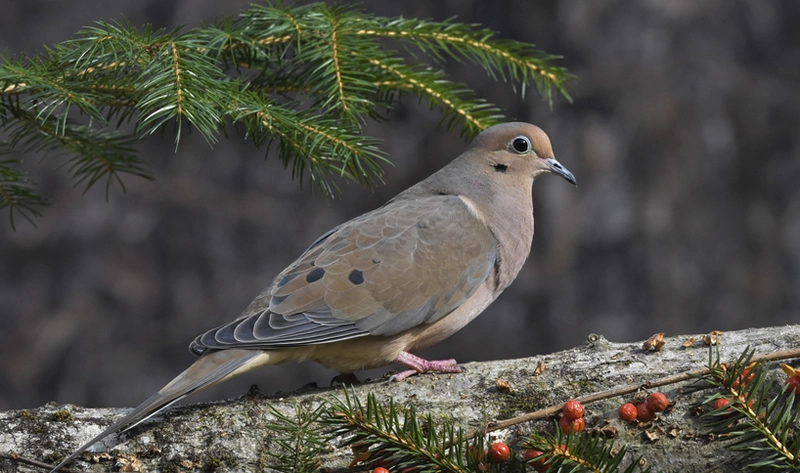 What Does It Mean When a Grey Dove Visits You? 2 dove - symbolism of love