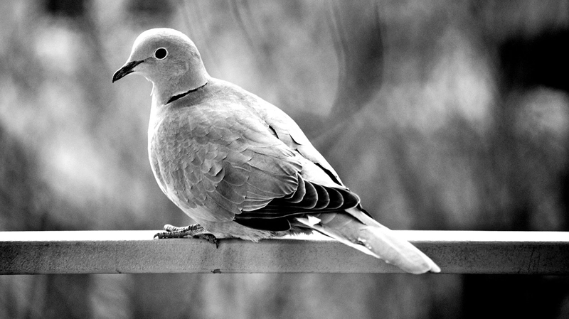 What Does It Mean When a Grey Dove Visits You? 4 grey dove meaning in the bible