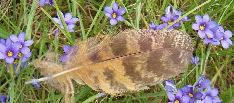 horned owl feather