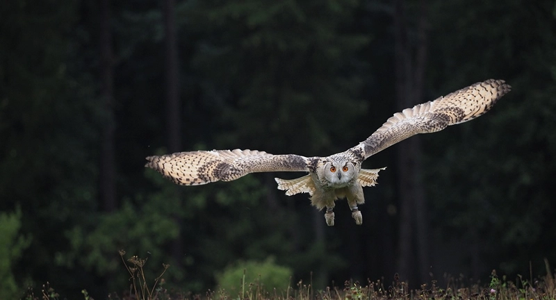 have faith when  seeing an owl flying