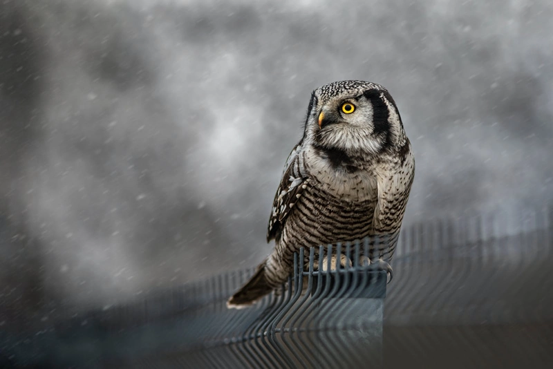 owl as a Kindred animal in the dark