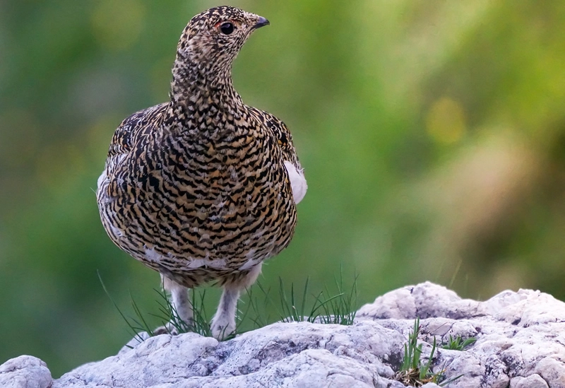 partridge spiritual meaning