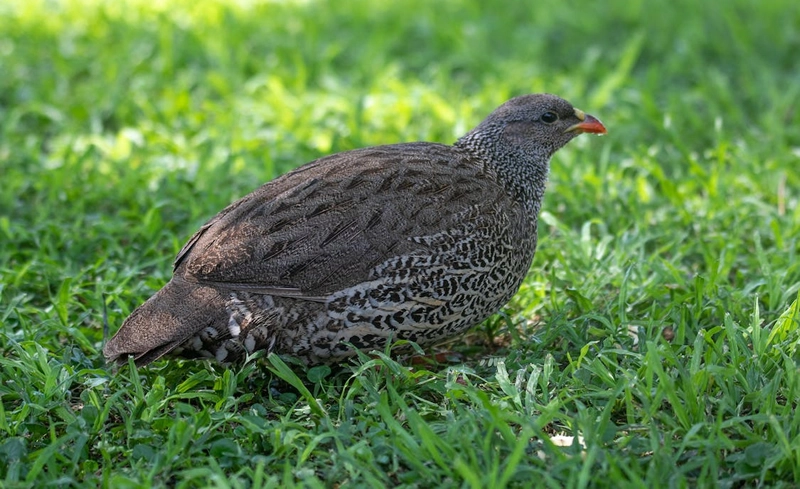 partridge symbolism and spiritual meaning