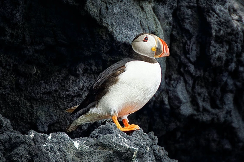 spirit and totem animal Puffin