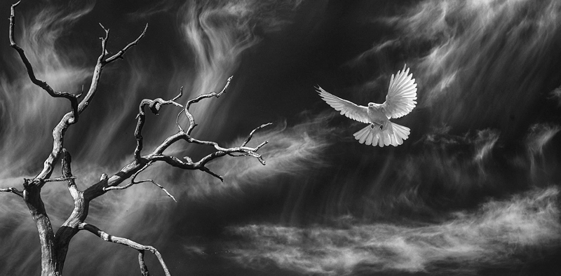 White Dove Symbolism: Peace, Love, and Wisdom 5 spirit and totem animal of white dove