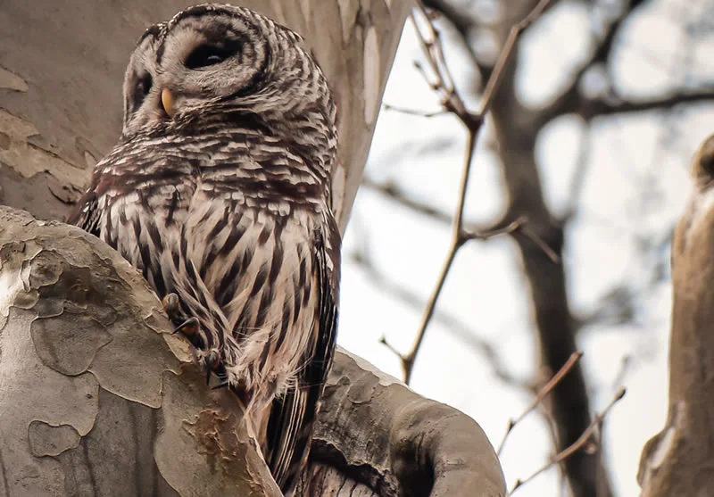 Barred Owl Symbolism: 5 Different Spiritual Meanings and Interpretations 4 spirit and totem animal