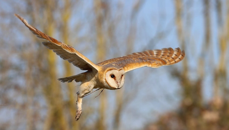 spiritual meaning of barn owl