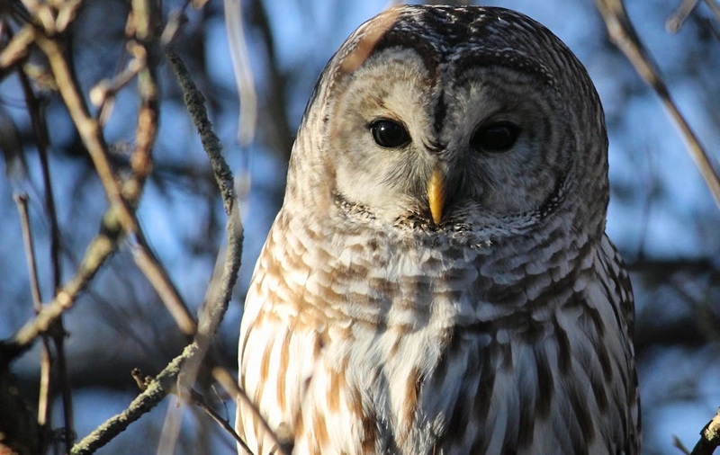 spiritual meaning of barred owl animal