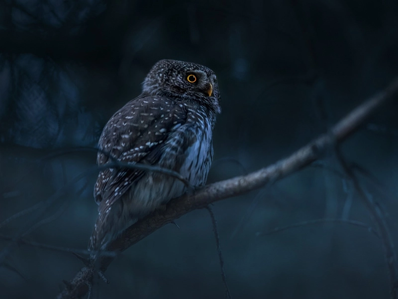 spiritual meaning of seeing an owl
