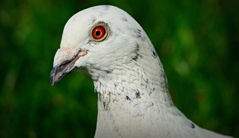 spiritual meaning of white dove from close look