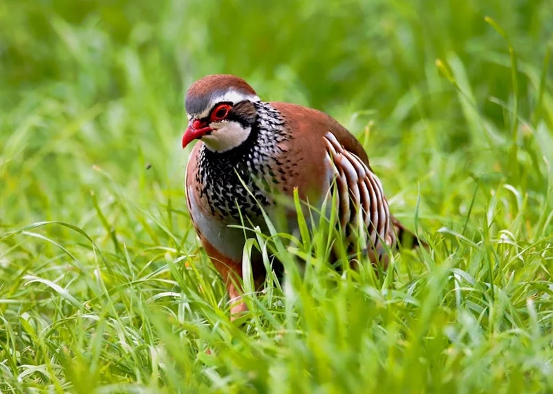 symbolism and meaning of partridge