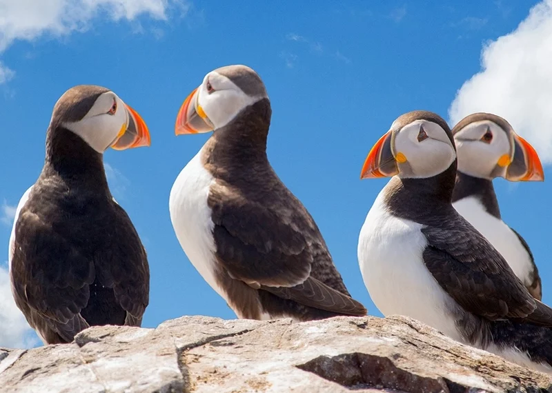 symbolism and spiritual meaning of Puffin