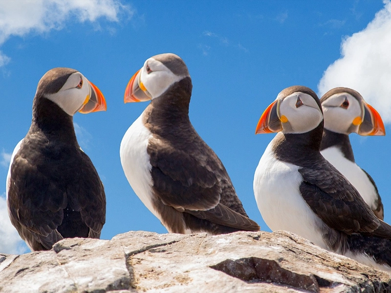 symbolism and spiritual meaning of Puffin