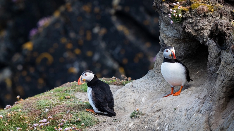 the symbolism of puffin bird