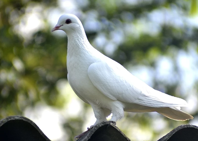 the symbolism of white dove