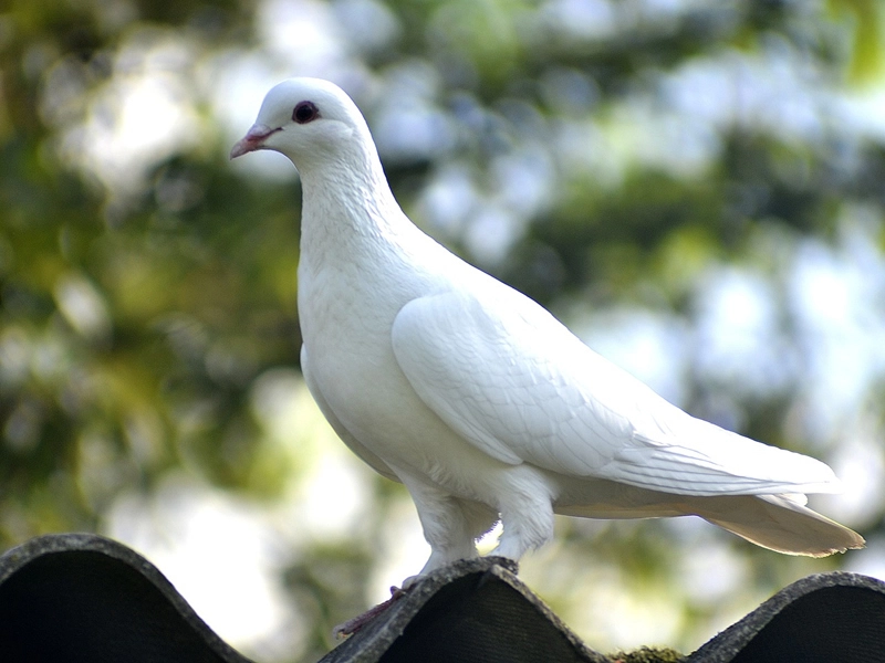 the symbolism of white dove