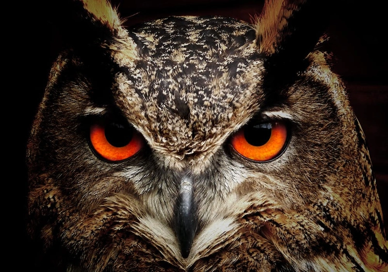 Great Horned Owl Symbolism: Pursue Wisdom and Freedom 4 totem and spirit animal great horned owl