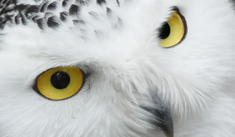 What Does A White Owl Symbolize? 6 Spiritual Meanings 5 totem and spirit animal owl