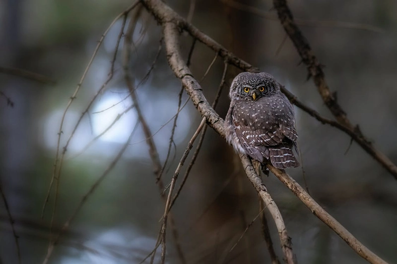 totem animal owl