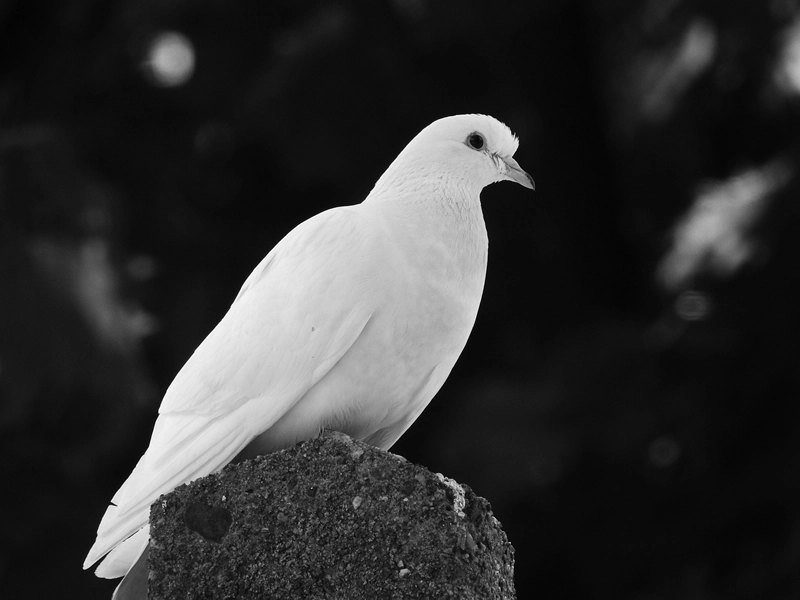 what does white dove symbolism represent