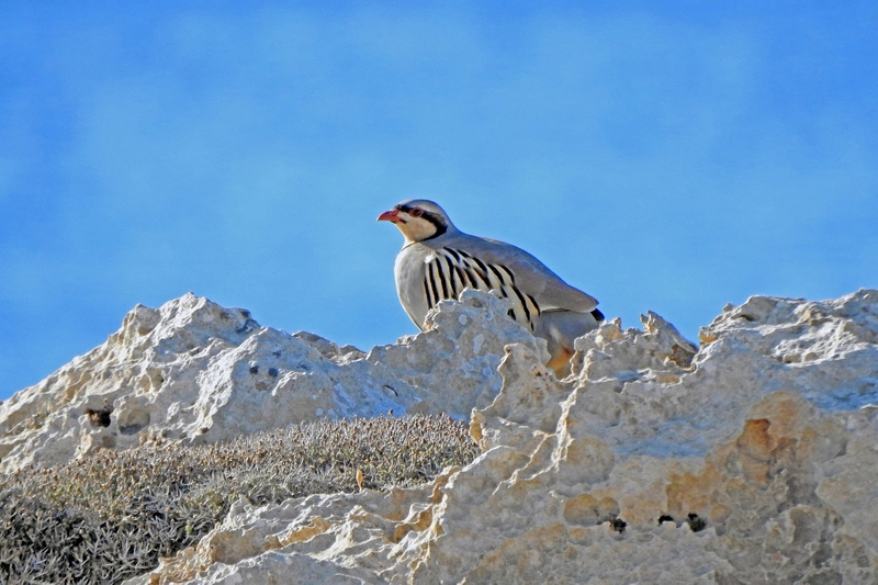 what is the partridge totem