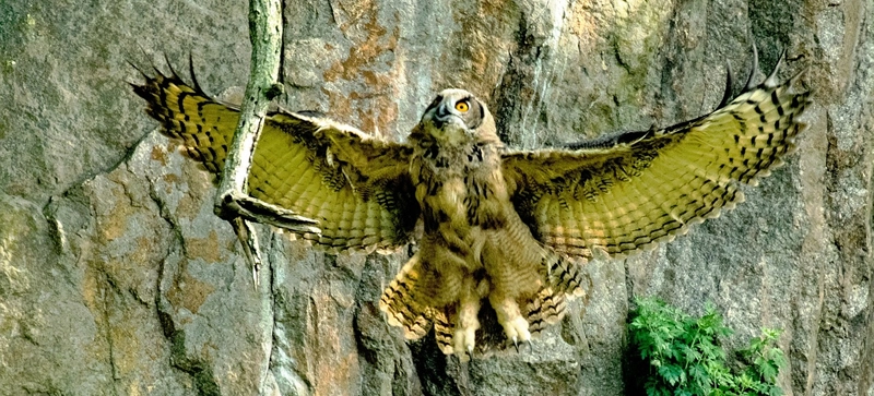 Great Horned Owl Symbolism: Pursue Wisdom and Freedom 2 what is the spiritual meaning of a great horned owl