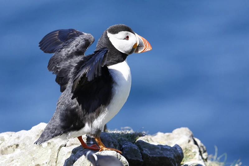 what is the spiritual representation of a Puffin bird
