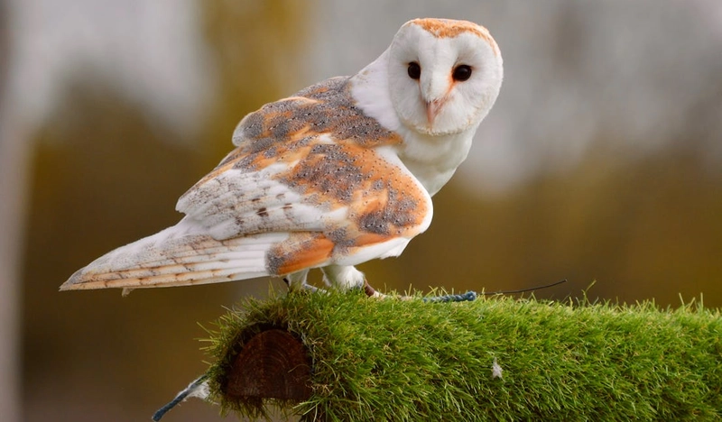 white owl barn sitting